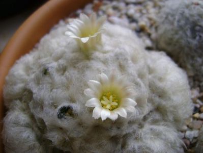 Mammillaria plumosa