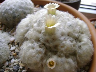 Mammillaria plumosa