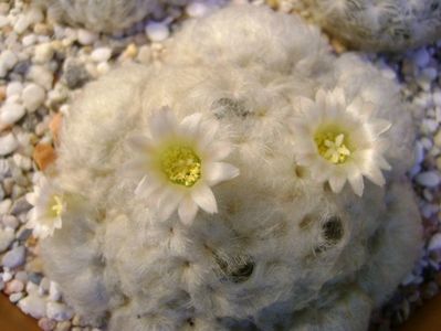 Mammillaria plumosa