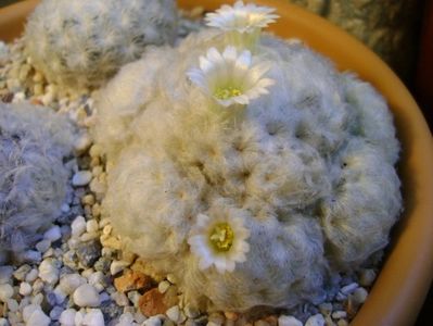 Mammillaria plumosa