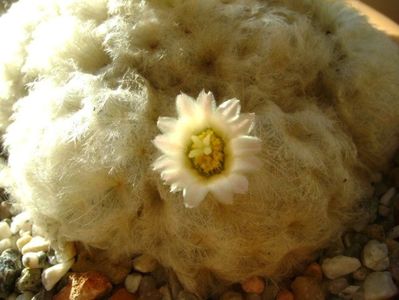 Mammillaria plumosa