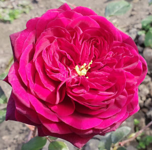 Rose de Rescht. Damask; Damask Perpetual. Strong, damask fragrance. Spring or summer flush with scattered later bloom. Height (90 to 120 cm).  Width (up to 75 cm).
