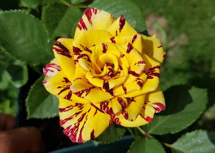 Simsalabim. Floribunda; Introduced in Germany by W. Kordes&amp;#039; Söhne. Blooms in flushes throughout the season.
