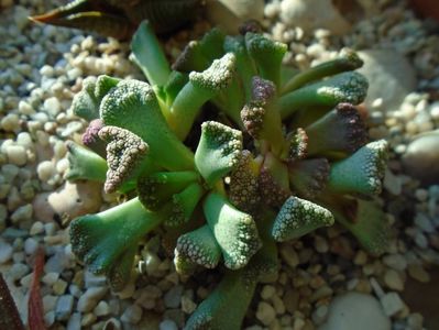 Titanopsis calcarea