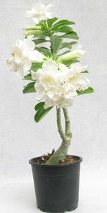 Eșec China - Adenium Double Layer White Flower