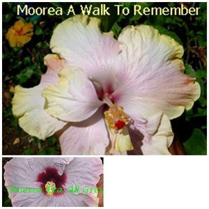 Moorea A Walk To Remeber