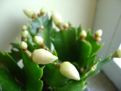 Schlumbergera hb.