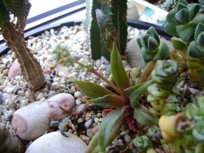 Crassula orbicularis