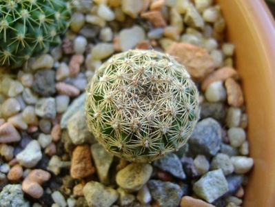 Mammillaria sp.