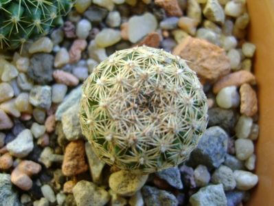 Mammillaria sp.