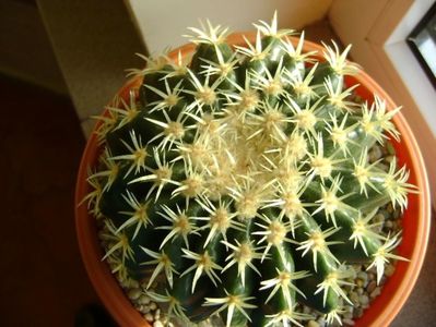 Echinocactus grusonii v. subinermis