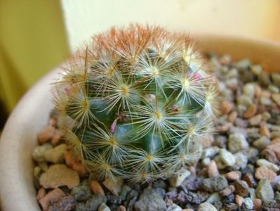 Mammillaria carmenae