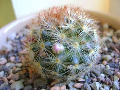 Mammillaria carmenae