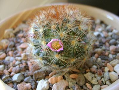 Mammillaria carmenae