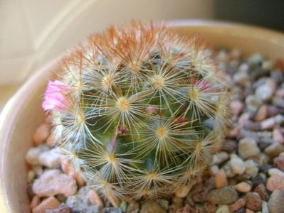 Mammillaria carmenae