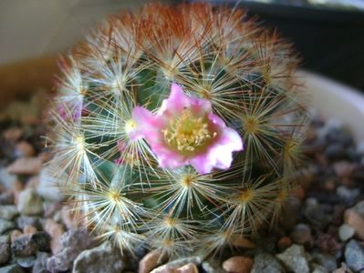 Mammillaria carmenae