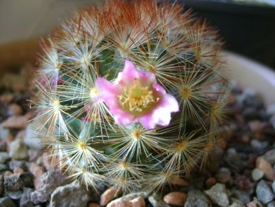 Mammillaria carmenae