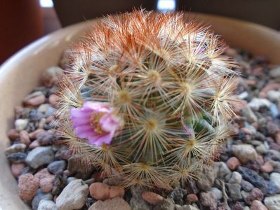 Mammillaria carmenae