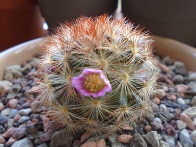 Mammillaria carmenae