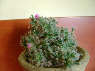 Trichodiadema densum; 22 dec. 2018 - Solstitiul de iarna
