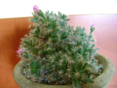 Trichodiadema densum; 22 dec. 2018 - Solstitiul de iarna
