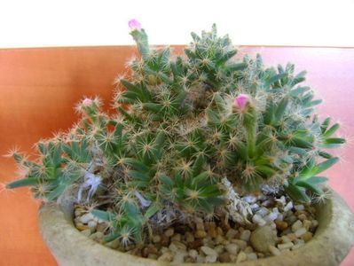 Trichodiadema densum; 22 dec. 2018 - Solstitiul de iarna
