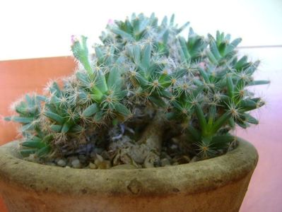 Trichodiadema densum; 22 dec. 2018 - Solstitiul de iarna
