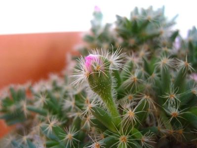 Trichodiadema densum; 22 dec. 2018 - Solstitiul de iarna
