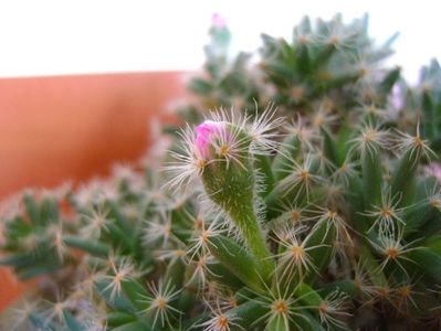 Trichodiadema densum; 22 dec. 2018 - Solstitiul de iarna
