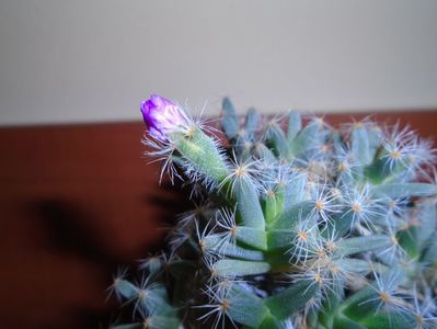 Trichodiadema densum; 22 dec. 2018 - Solstitiul de iarna
