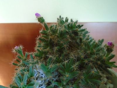 Trichodiadema densum; 22 dec. 2018 - Solstitiul de iarna
