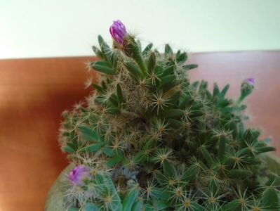 Trichodiadema densum; 22 dec. 2018 - Solstitiul de iarna
