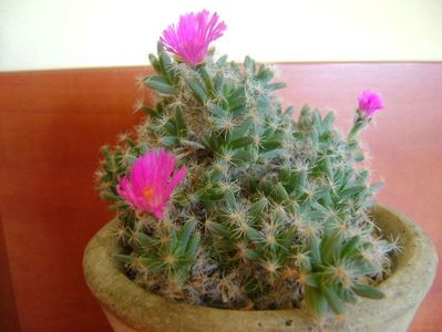 Trichodiadema densum; Ajun de Craciun
