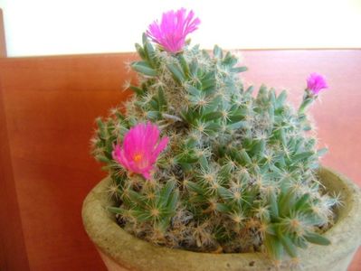 Trichodiadema densum; Ajun de Craciun
