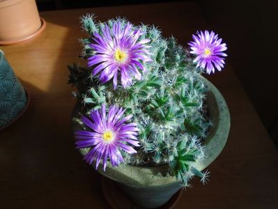 Trichodiadema densum; Ajun de Craciun
