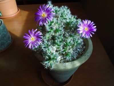 Trichodiadema densum; Ajun de Craciun
