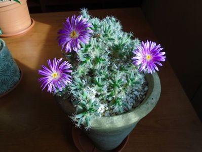 Trichodiadema densum; Ajun de Craciun
