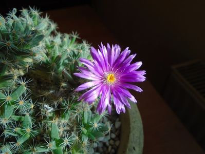 Trichodiadema densum; Ajun de Craciun
