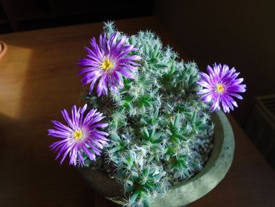 Trichodiadema densum