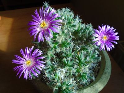 Trichodiadema densum