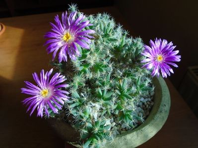 Trichodiadema densum