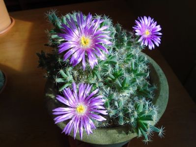 Trichodiadema densum