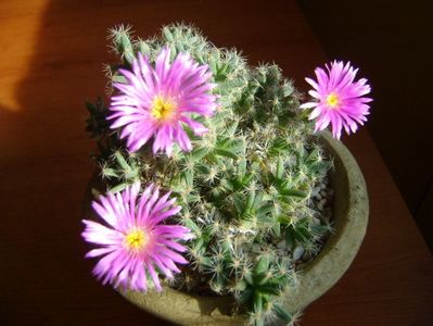 Trichodiadema densum