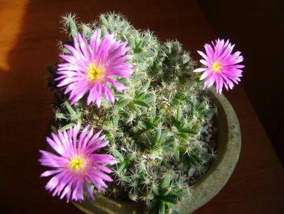 Trichodiadema densum