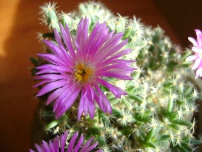 Trichodiadema densum