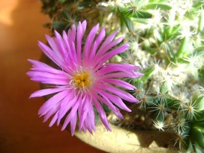 Trichodiadema densum