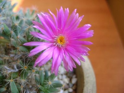 Trichodiadema densum