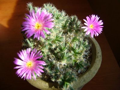 Trichodiadema densum