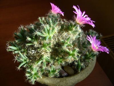 Trichodiadema densum