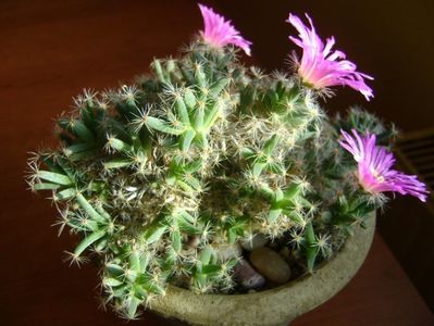 Trichodiadema densum